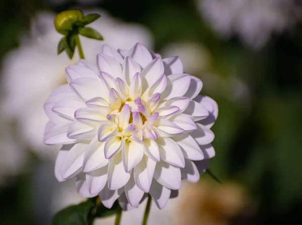 Dalia blanca en el jardín . — Foto de Stock