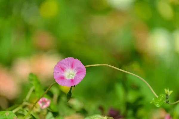 Pink bindweed flower. — Stock Photo, Image