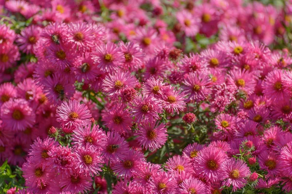Pink flowers and bees. — Stock Photo, Image