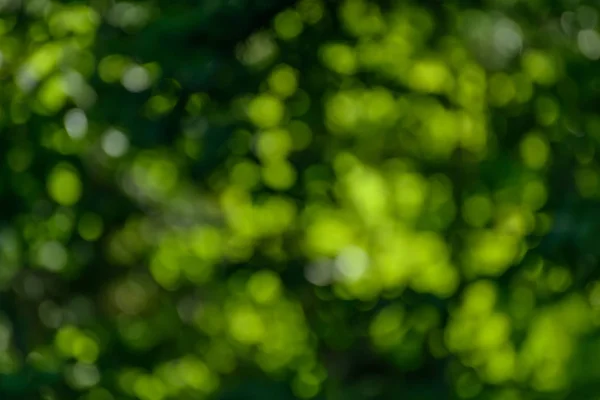 Grön bakgrund. Naturliga bokeh. — Stockfoto