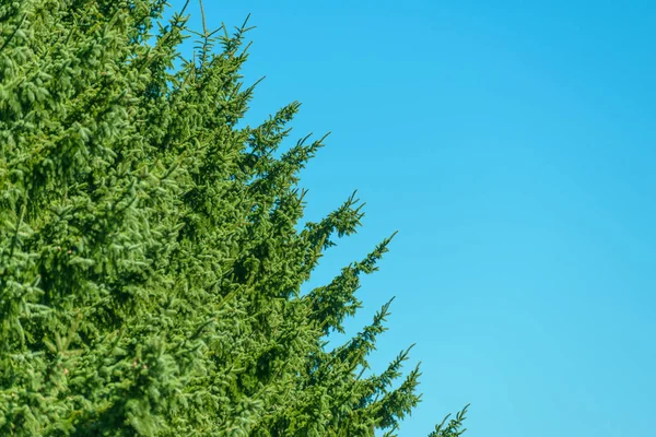 Árvore de coníferas sobre fundo céu . — Fotografia de Stock