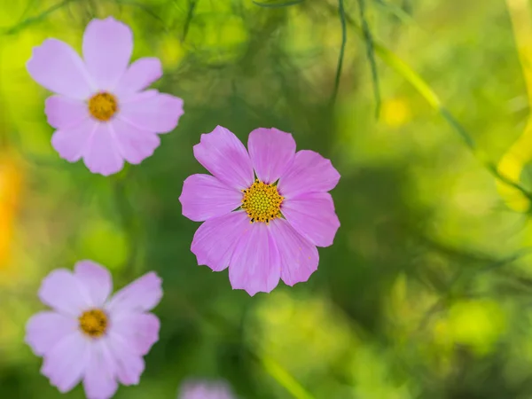 Fiori di cosmo rosa . — Foto Stock