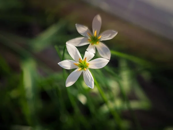 Красива біла квітка крупним планом . — стокове фото