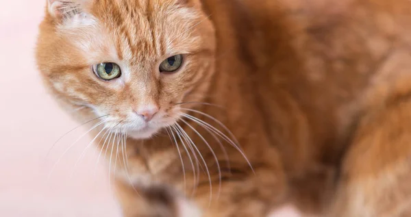 Precioso gato rojo . —  Fotos de Stock