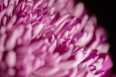 Pembe petal arka plan.