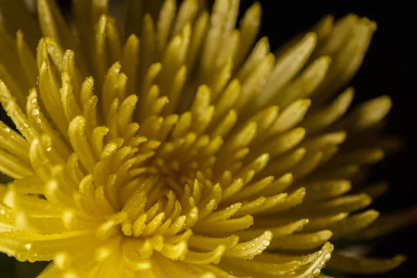 Water drop on yellow petals. — Stock Photo, Image