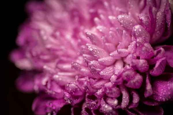 ピンクの花びらで水ドロップ. — ストック写真