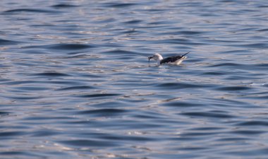 Seagull floating on sea.