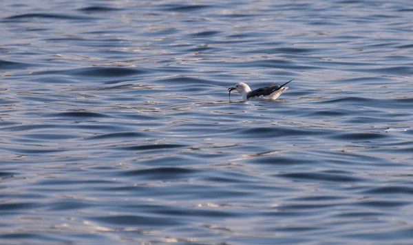 Seagull floating on sea. — стокове фото