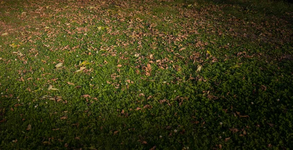 Zwiędły jesiennych liści na trawie — Zdjęcie stockowe
