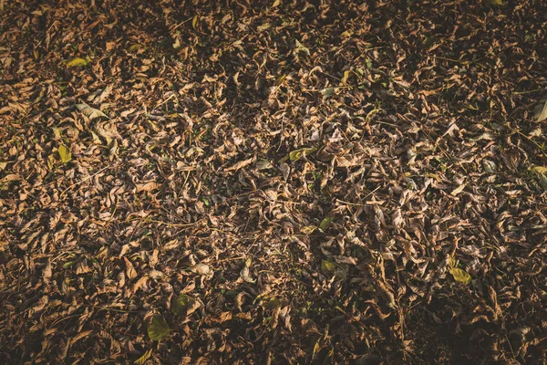 Verdord Herfstbladeren op gras — Stockfoto