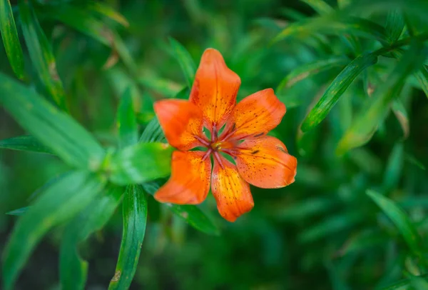 Orange flower. Selective focus. — Stock Photo, Image