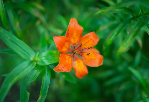 Orange flower. Selective focus. — Stock Photo, Image