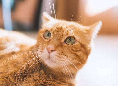 çok güzel kırmızı kedi.