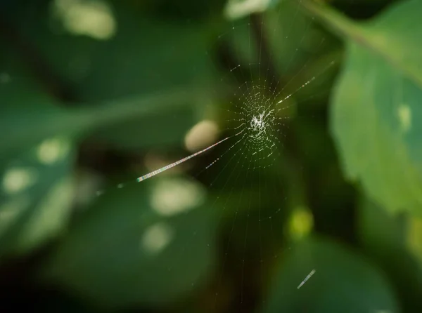 Маленький паук сидит на своей паутине . — стоковое фото