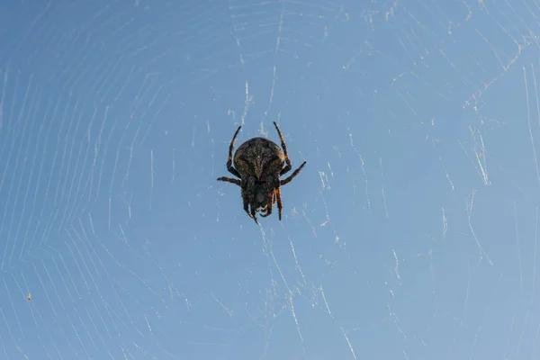 Cruz de araña se sienta en su telaraña . —  Fotos de Stock