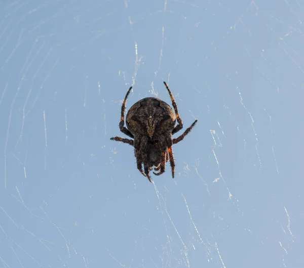 Cruz de araña se sienta en su telaraña . —  Fotos de Stock