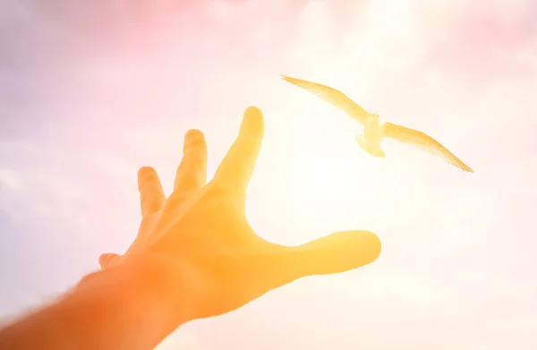 Hand of a man reaching to bird in the sky. — Stock Photo, Image