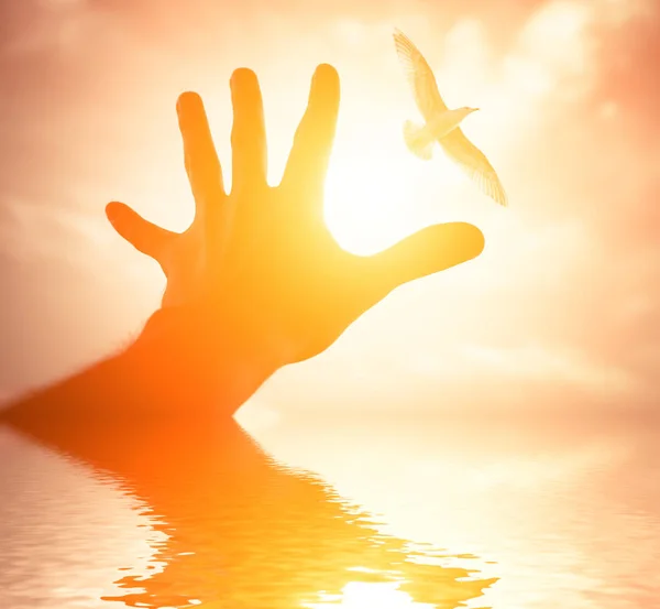 Hand of a man reaching to bird in the sky. — Stock Photo, Image