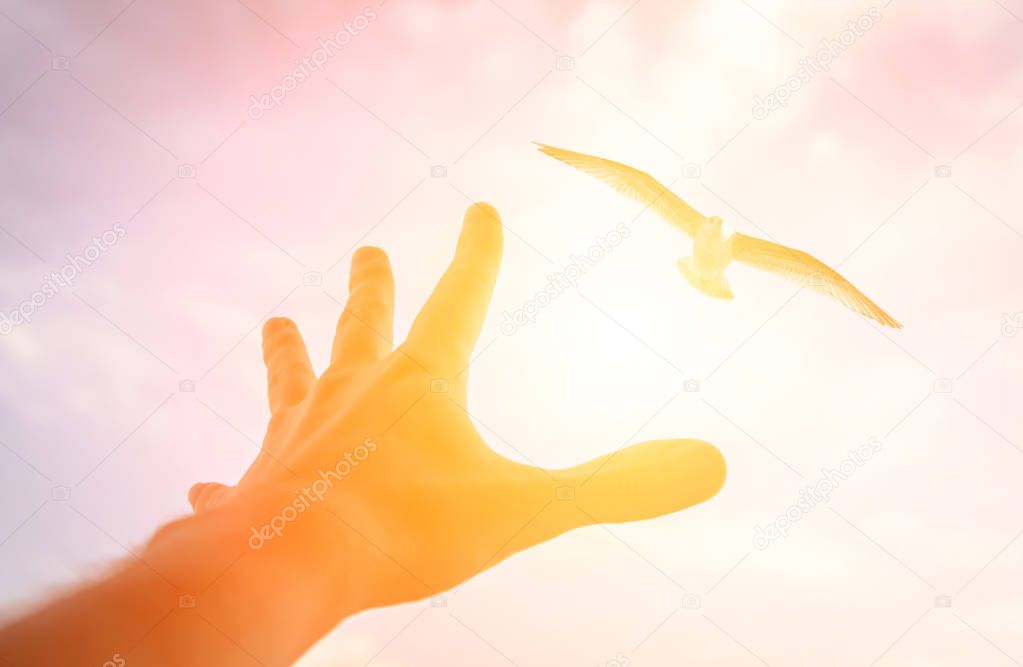 Hand of a man reaching to bird in the sky.