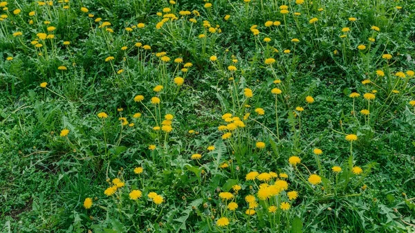 Żółte kwiaty mniszek. — Zdjęcie stockowe