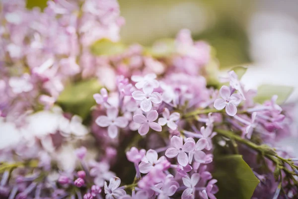 Close-up lilac flowers. — Stock Photo, Image