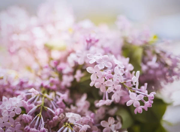 Close-up lilac flowers. — Stock Photo, Image