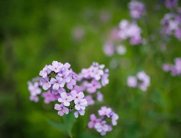 有选择重点的花. — 图库照片