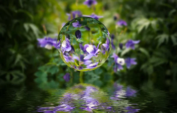 Flowers in glass sphere. — Stock Photo, Image