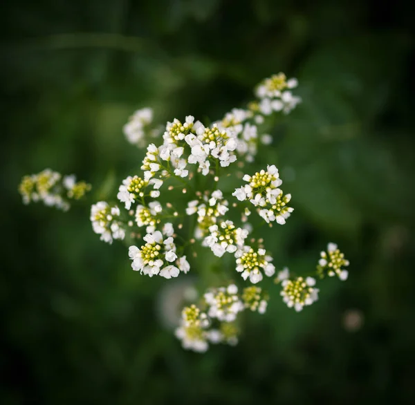 Belles fleurs gros plan . — Photo