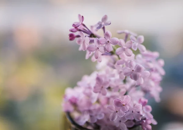 Close-up lilac flowers. — Stock Photo, Image