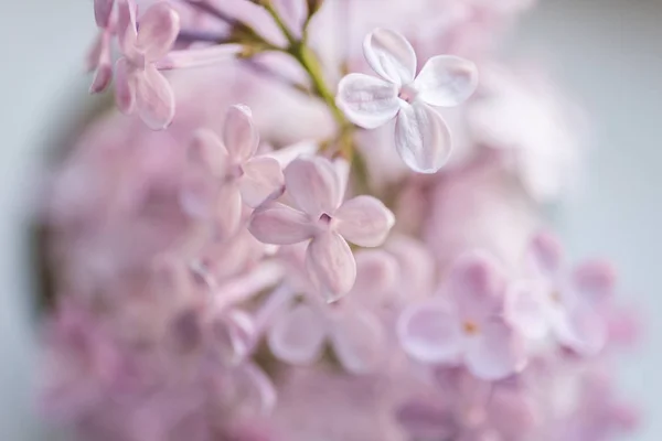 Close-up lilac flowers. — Stock Photo, Image