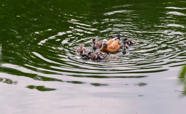 Ducks with ducklings. — Stock Photo, Image
