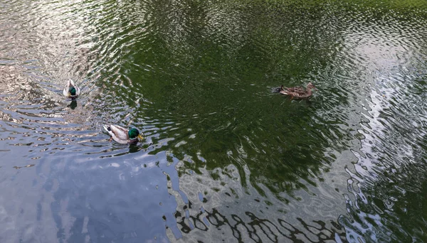 Patos com patinhos . — Fotografia de Stock