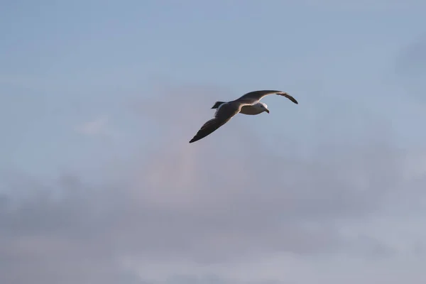Летящее небо чайки . — стоковое фото