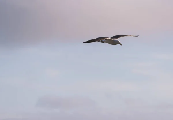 Céu gaivota voador . — Fotografia de Stock