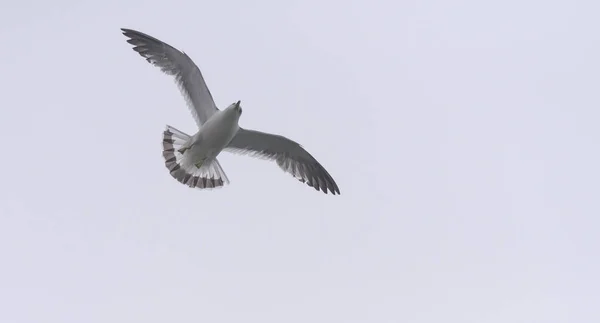 Flying seagull in the sky. — Stock Photo, Image