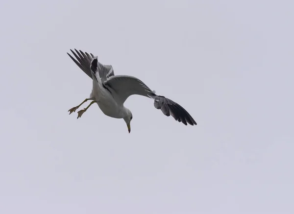 Flying seagull in the sky. — Stock Photo, Image