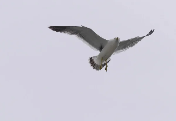 Flying seagull in the sky. — Stock Photo, Image