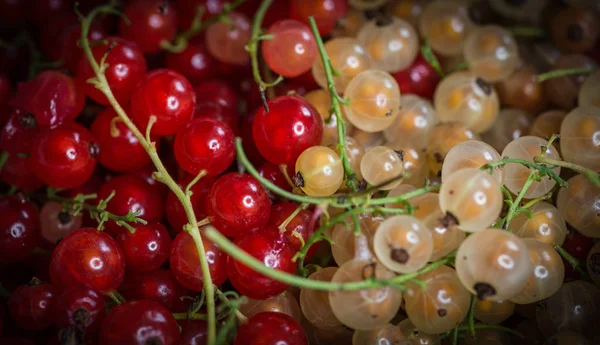 Kırmızı ve beyaz frenk üzümü dalı.
