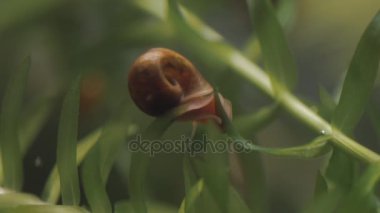  Salyangoz içinde bir akvaryum üzerinde.