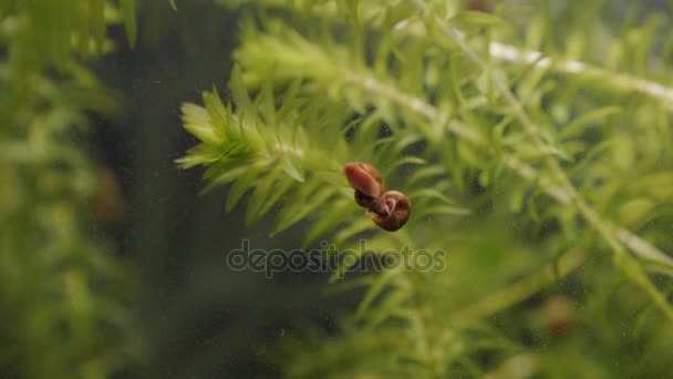Snails on a in aquarium. — Stock Video