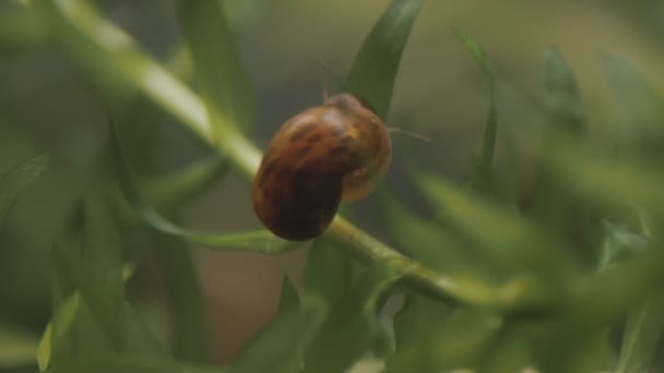 Snail on a in aquarium. — Stock Video