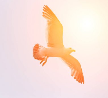 Güneş ışığı ile uçan martı.