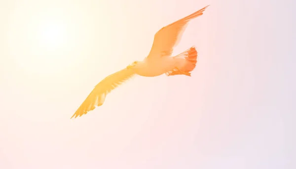 Flying seagull with sunlight. — Stock Photo, Image