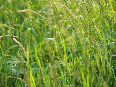 Yeşil Çimen Arkaplanı.