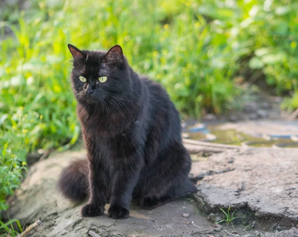 Gato negro callejero. — Foto de Stock