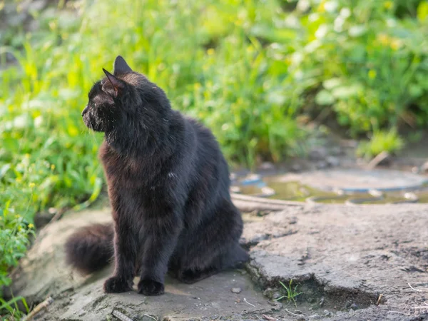 Gato negro callejero. — Foto de Stock