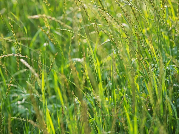 พื้นหลังหญ้าสีเขียว . — ภาพถ่ายสต็อก