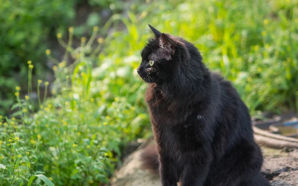 Zatoulaná černá kočka. — Stock fotografie